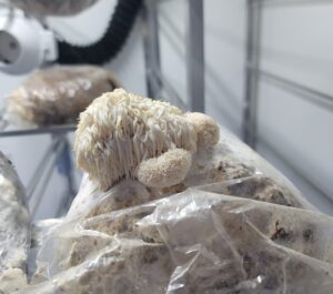 Home grown Lion's Mane mushroom fruiting body in Substrate bags