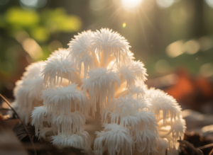 Lion's Mane mushroom fruiting body 