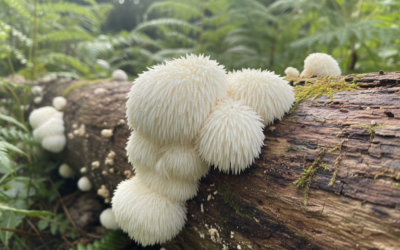 Lion’s Mane for Dementia and Alzheimer’s: Does it work?