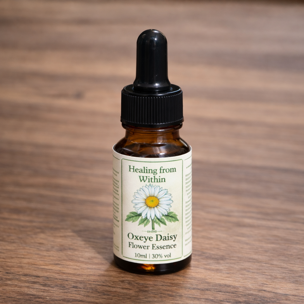 Amber glass dropper bottle of Oxeye Daisy flower essence with a cream label and botanical illustration, photographed on a wooden surface in natural light.